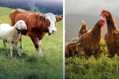 Hayvansal üretimde yükseliş... Sığırdan bala kadar artış var